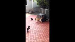 preview picture of video 'gatto finisce in un recinto con 5 cani'