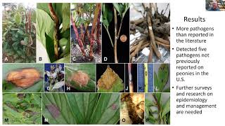 Peony Disease Management - Current management and research on cut peonies