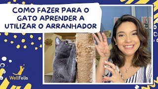 Como fazer para o gato aprender a utilizar o arranhador