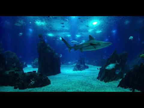 Vídeo Relaxante Aquário Central | Oceanário de Lisboa