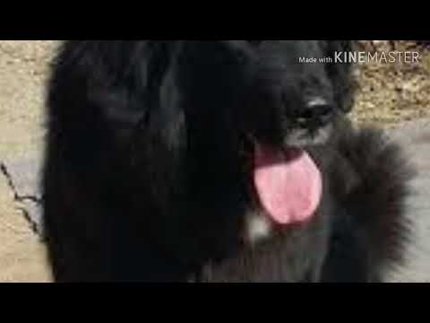 Bakrwal dog lover By Asim Awan kotlay chakwal