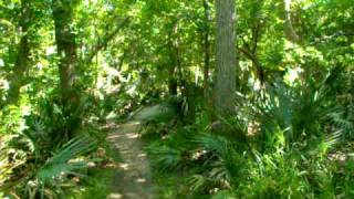 preview picture of video 'Palmetto State Park'