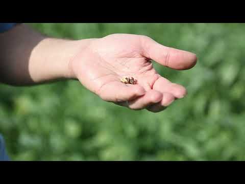 Cover Cropping in Organic Systems