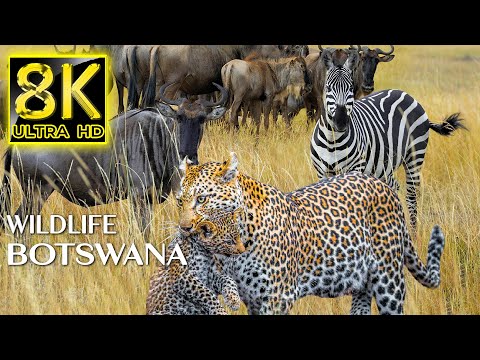 Wildlife Botswana National Park 8K ULTRA HD - Real Sounds of Africa With Relaxing Music