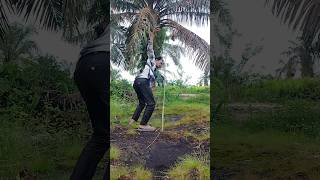 Download lagu Mikat burung pelatuk bawang mp3