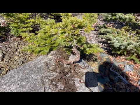 Spring Yamadori in the Shale Pit