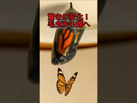 蝶についての好奇心