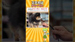 【犬種シリーズ #5】「ポメラニアン」は世界共通の犬種名ではありませんでした｜ポメラニアン