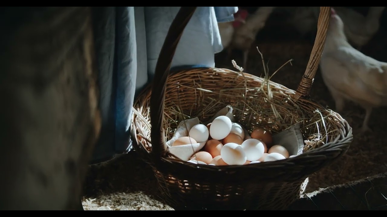 Collects Eggs From Hatching 4K Stock Videos | Free stock footage - No Copyright | All Video Free