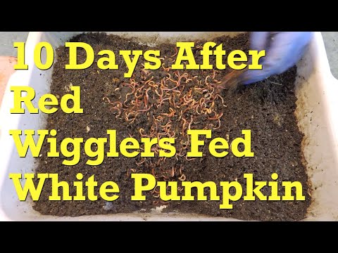 Red wiggler buddy bins at 280 & 262 days of age - vermicompost