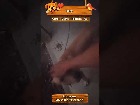 Vídeo de Boby