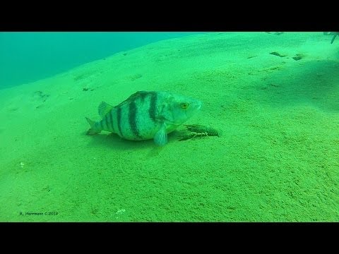 Möwensee, Krebsberg, Möwensee,Nordhausen,Thüringen,Deutschland