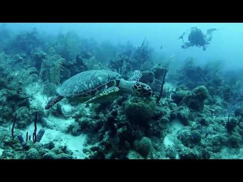 Belize Reef Diving