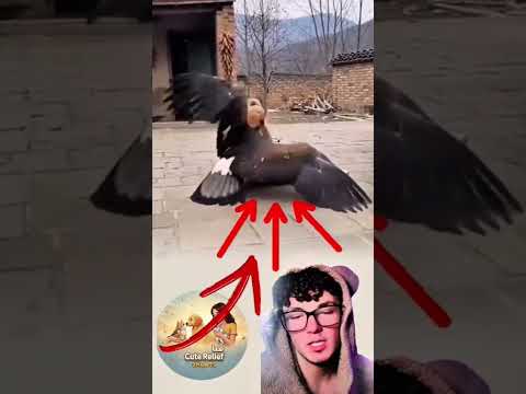 لن تصدق ما فعله هذا الكلب لإنقاذ حياة طفل الوفاء في أجمل صوره #trending #viral