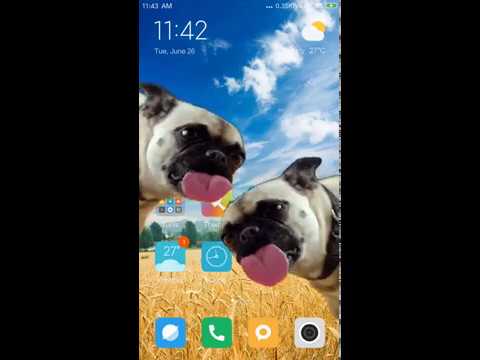 Bulldog lick screen prank Video