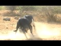 Mpambano Wa Madume Ya Ng Ombe