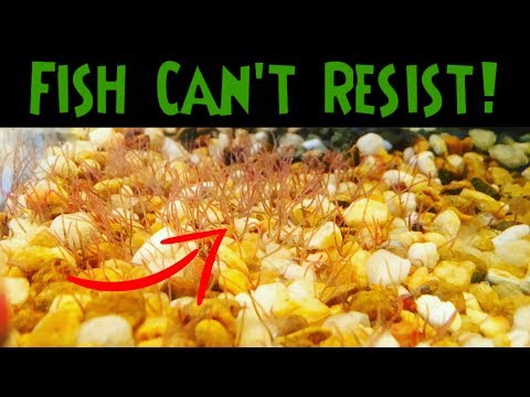 Live Blackworm Culture Setup - Culturing Blackworms THE EASY WAY!