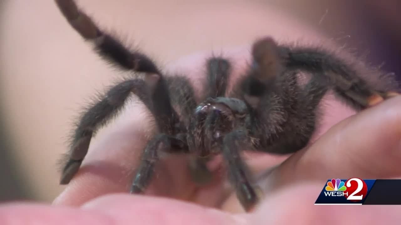 The Science of It: Predators vs. Prey