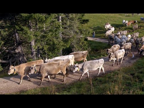 IL LATTE, UNA RISORSA FONDAMENTALE DEL NOSTRO TRENTINO