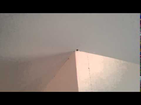 Bed Bugs Don't Always Hide in Beds in Freehold, NJ