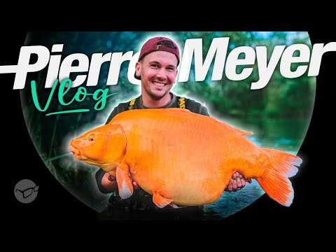 VLOG Pierre #1: Carpe géante et Grosse Koï
