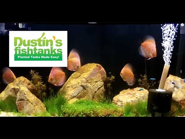 How to keep Discus fish: Steve's Discus tank update