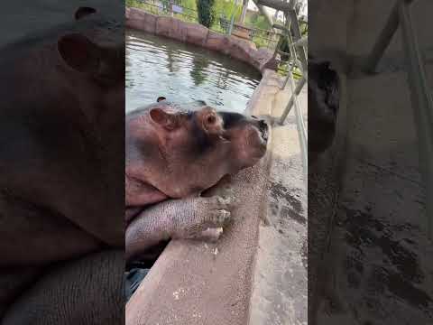 Mochi, I'm not easy, eat your snacks, hippopotamus, wild animals at close range, everything has