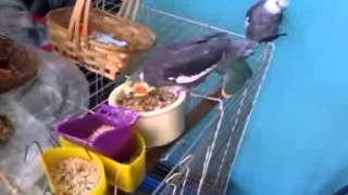 Bird outside, while I clean the cage.