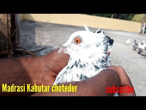 Madrasi kabootar ki pehchan kaise kare How to identify Madrasi pigeon (chotedar kabutar) . kolkata Video