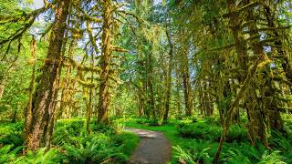 Peaceful Summer Forest Walk | 4K HDR Virtual Hike with Real Footstep Sounds - Ep 1