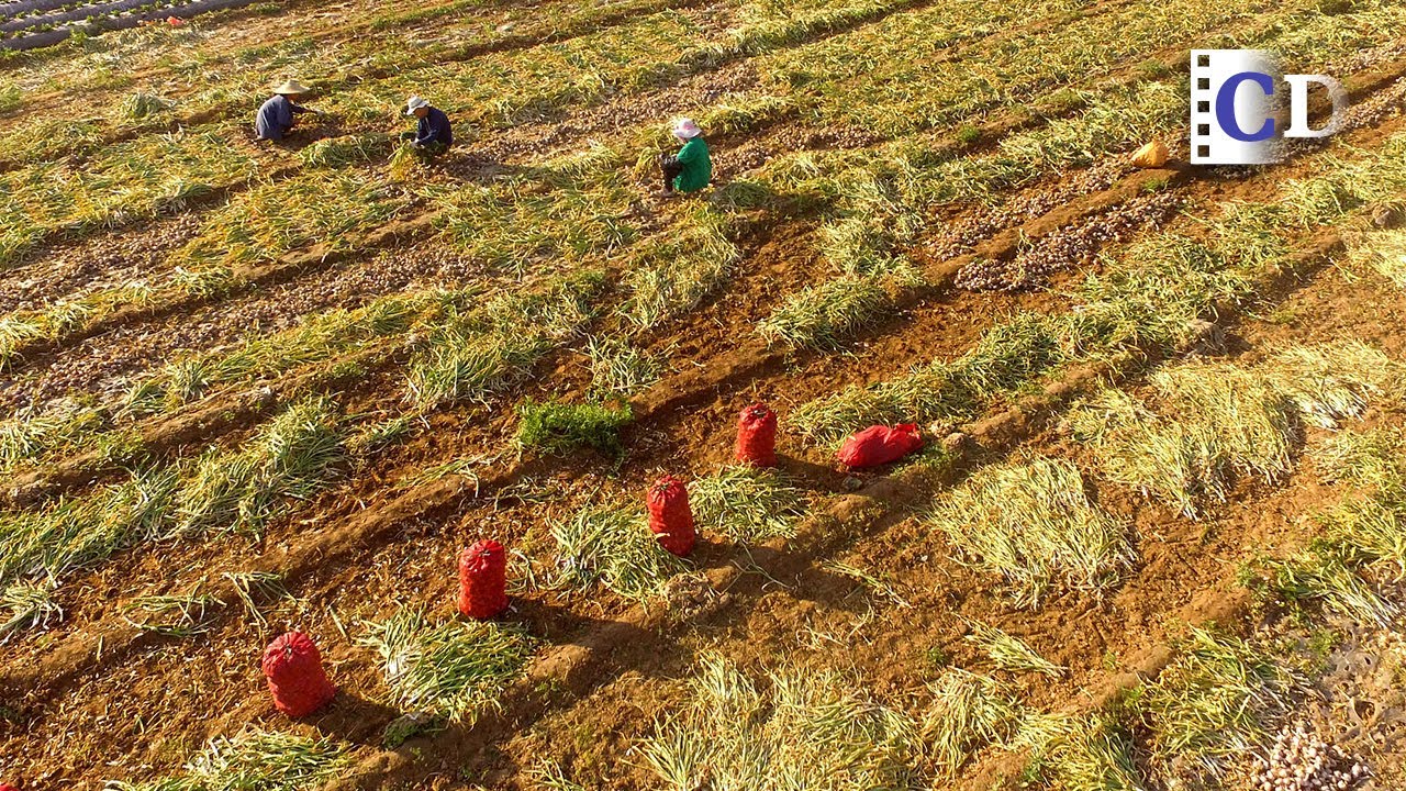 The 6  Best Documentaries About Garlic