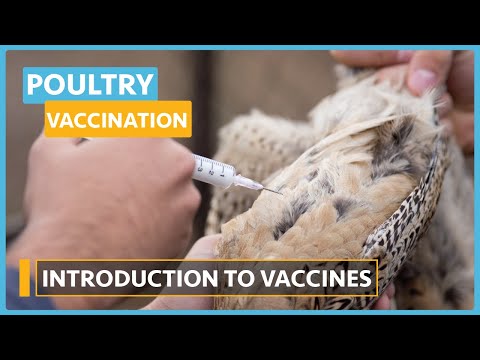 Poultry Disease and Vaccination Lesson 1 Why vaccinate your flock