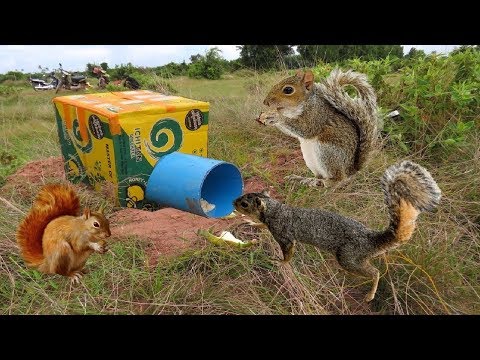 Catch squirrels from simple traps