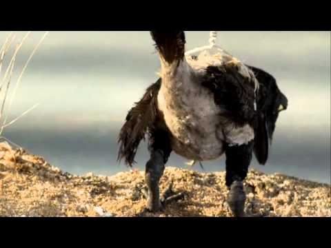 Peter och Ulven 2008  Animerad film med musik 2