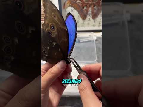 O que tem por baixo das asas desta borboleta? 🦋