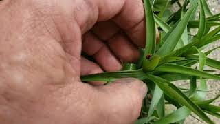 Red Lily Beetles- how to spot, control and Kill