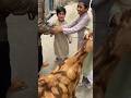 Bakra Eid Mubarak 2024 Reels Youtube Jaipur Love Love Youtuber Youtubeshorts