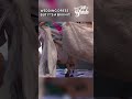 Wedding Dress But It S A Bikini Weddingattire Weddingdress Weddingclothes Bride Love