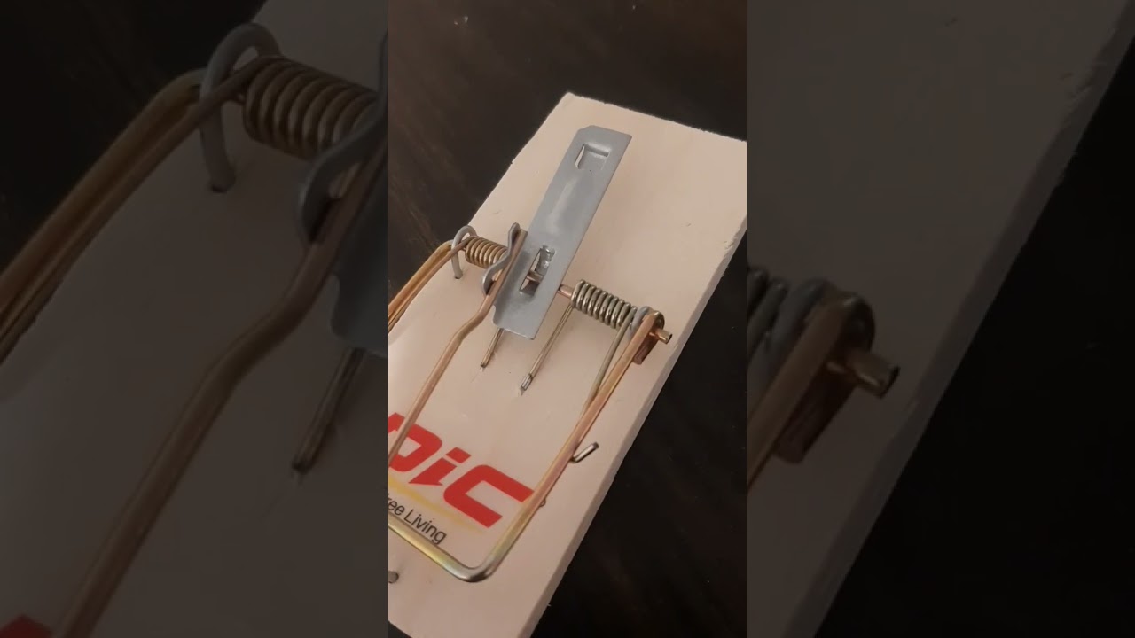 how to set a mouse trap