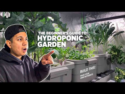 The beginner's guide to hydroponic garden, plus DIY Containers and Homemade liquid nutrients
