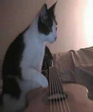 Котка китарист