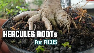 Download lagu Root Programme Bonsai Ficus @therisingofroninbonsai mp3