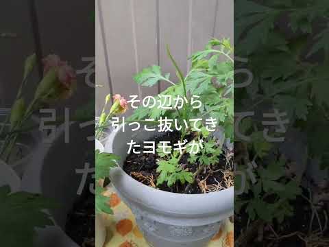 園芸 よもぎ、レモンよもぎ