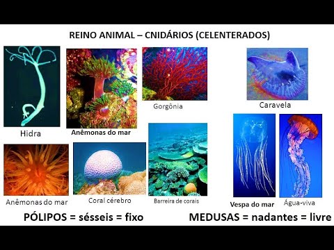 Os Cnidários ou Celenterados