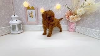 トイプードルの動画01