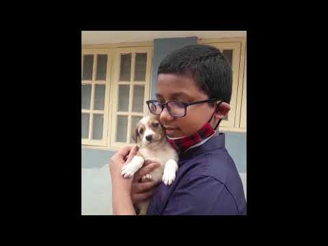 my cute dog pics #dog  #doglover #cutedogs