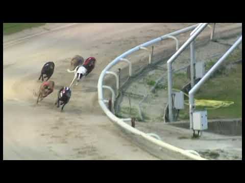 Roxholme Poppy - Coral Regency - 3rd Semi-Final