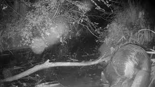 Beavers!