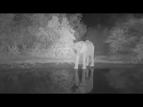 Kwa: Lone Elephant getting a drink - 19:26 - 06/21/19