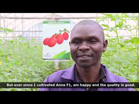 , title : 'Seminis Hybrid Tomato Greenhouse and Open field; Anna F1 in Africa'